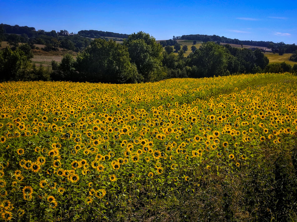A field of sunflowers in France