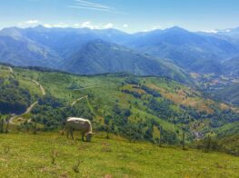 col d'Aspin summit view. Cow eating grass in the field with Pyrenees mountains in the background