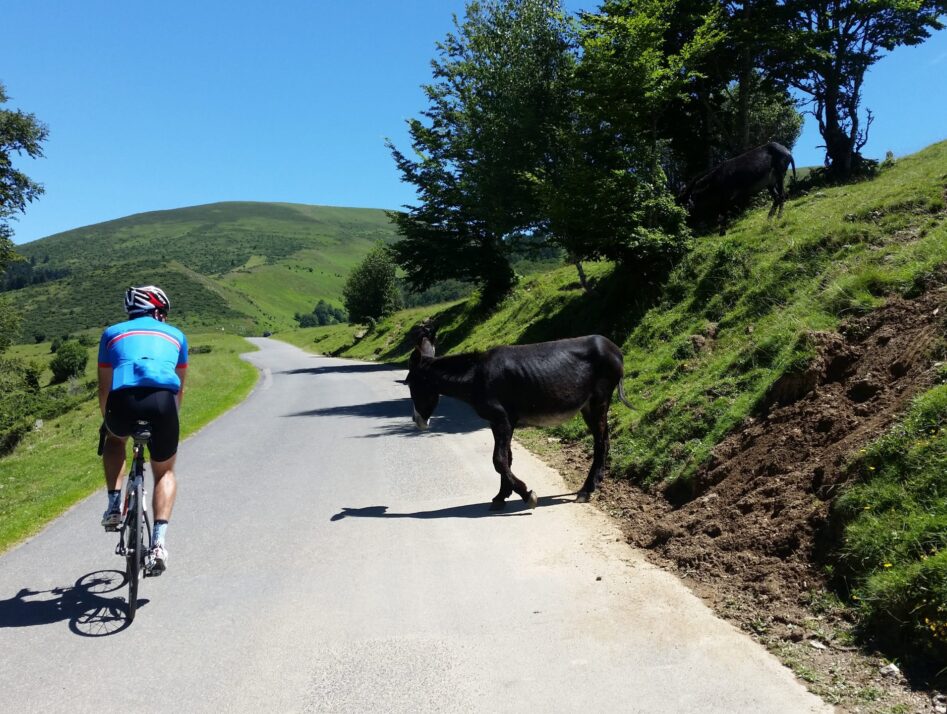 A rider cycling past a donkey on the climb of Hourquette d'Ancizan. A ride in the French Pyrenees