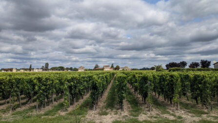 Winery in Bordeaux region