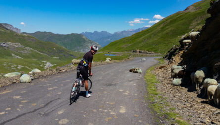 Cyclist on the Col de Tentes climb with sheep on the road