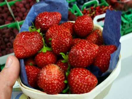 A basket of fresh strawberries from the markets in france