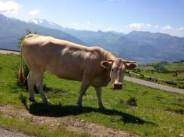 Pyrenees cows grazing by the mountain
