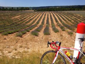 road bike in front of French lavender field