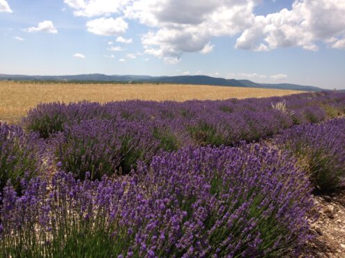 purple lavender blooming in a field in Provence